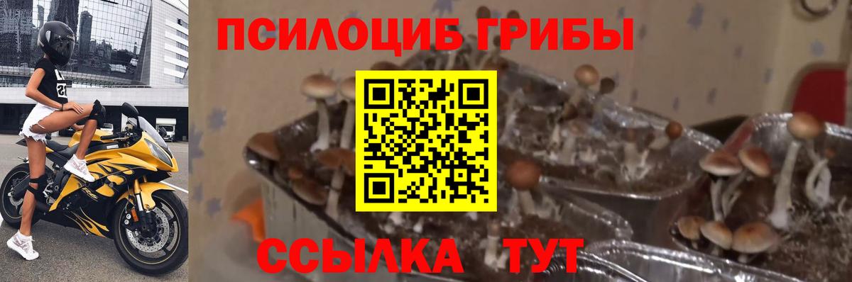 Аксай  наркотики  Вход с VPN  Псилоцибиновые грибы MAGIC MUSHROOMS 